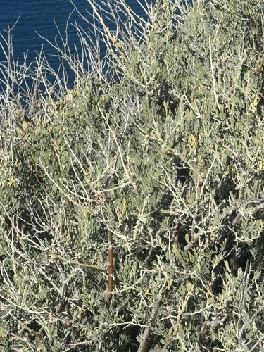 desert ironwood (Olneya tesota)
