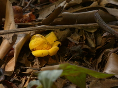 Lecythis tuyrana