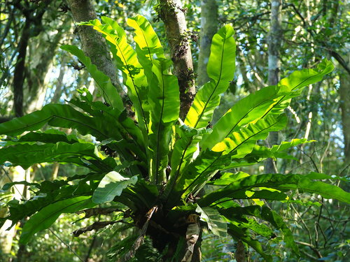 Asplenium nidus
