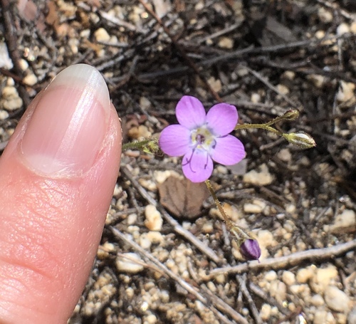 Coastal gilia (Gilia diegensis)