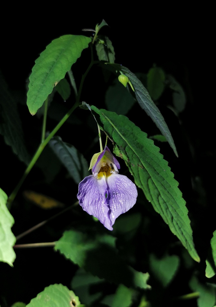 Impatiens compta