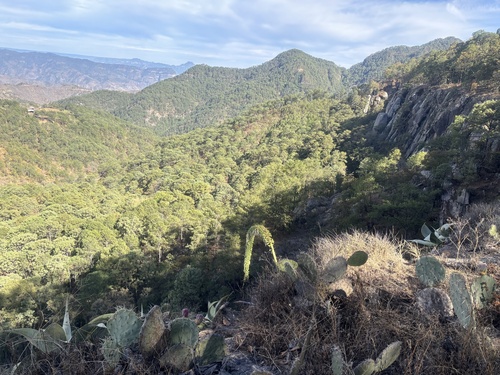 Agave pedunculifera