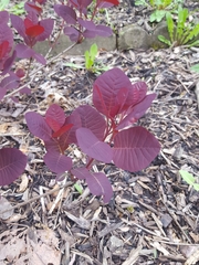 Cotinus