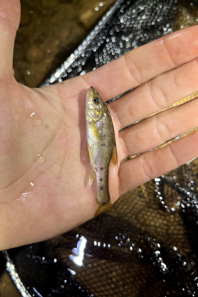 Maitianhe golden-line fish (Sinocyclocheilus maitianheensis) — Cyprinidae