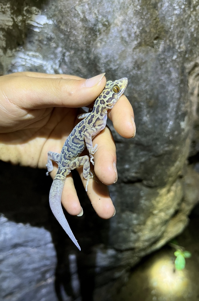 Menglian Bent-Toed Gecko