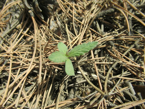 Foto de Cannabis sativa