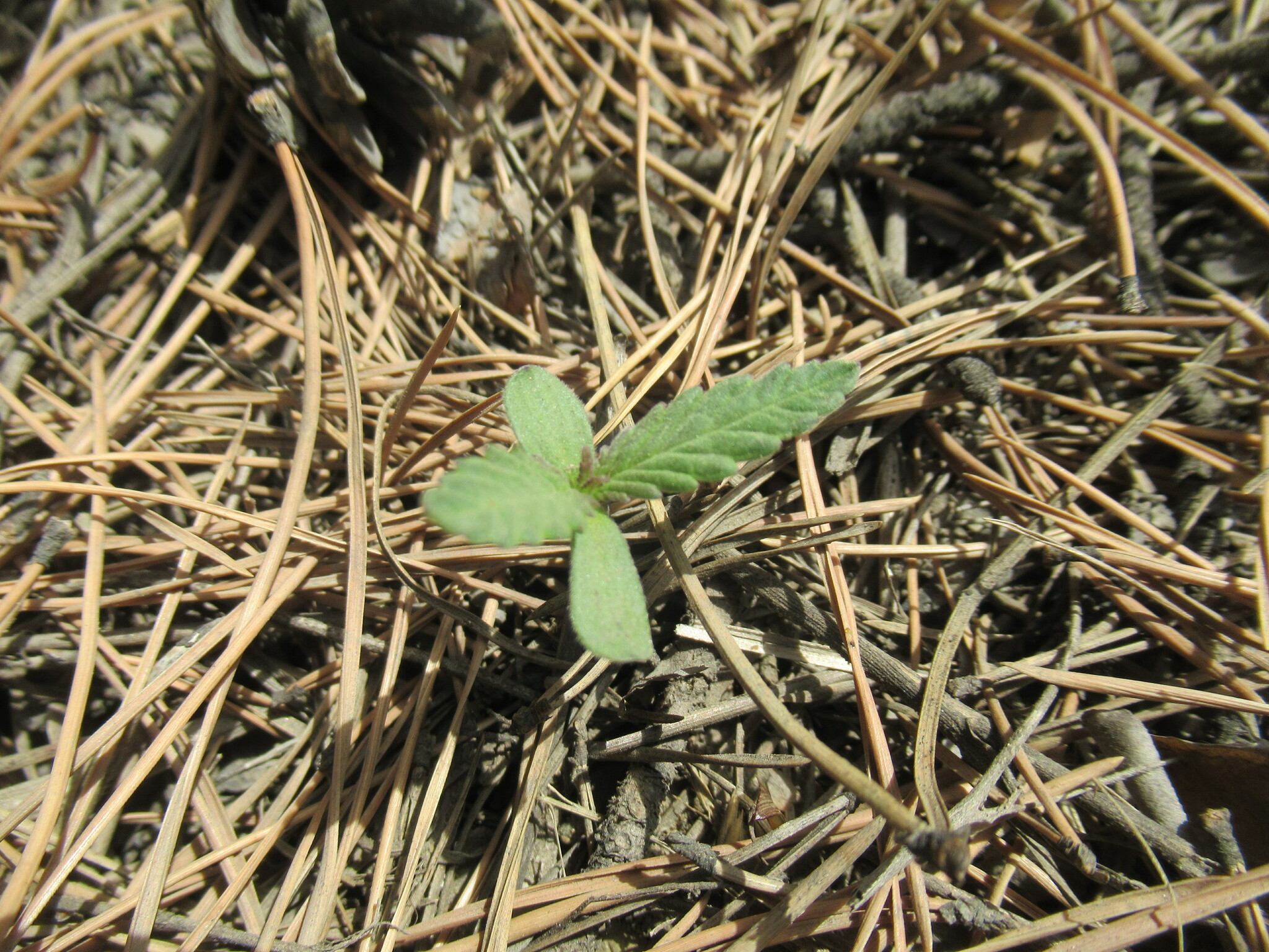 <em class="gbifHl">Cannabis sativa ruderalis</em>
