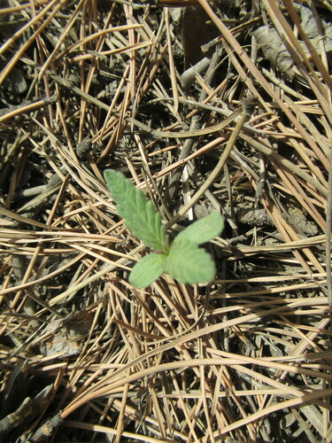 Foto de Cannabis sativa