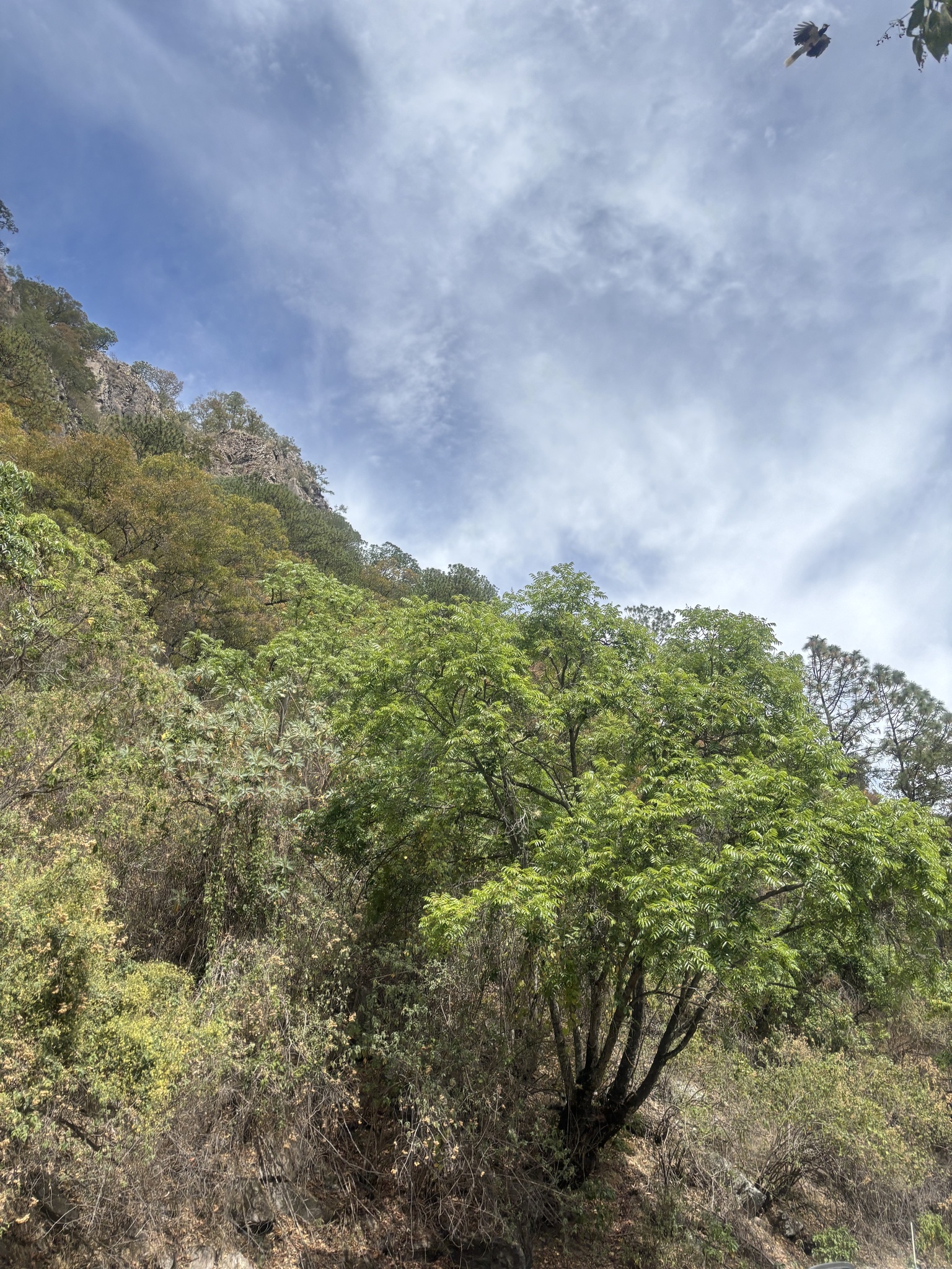 Tufted Jay (Cyanocorax dickeyi), photo 3