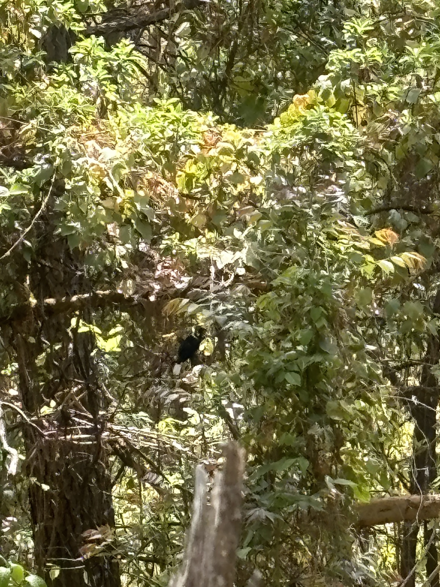 Tufted Jay (Cyanocorax dickeyi), photo 4
