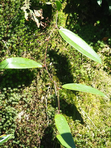 Image of Smilax glabra by no rights reserved