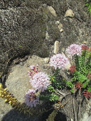 Agathosma lanceolata