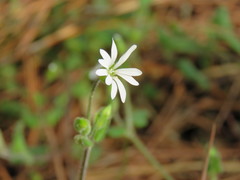 Stellaria cuspidata