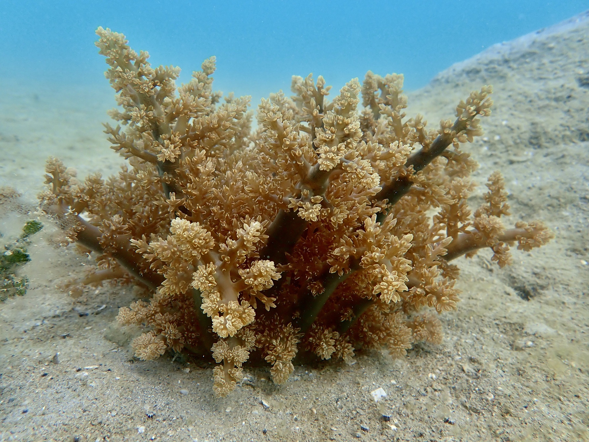 Actinodendron arboreum (Quoy & Gaimard, 1833)
