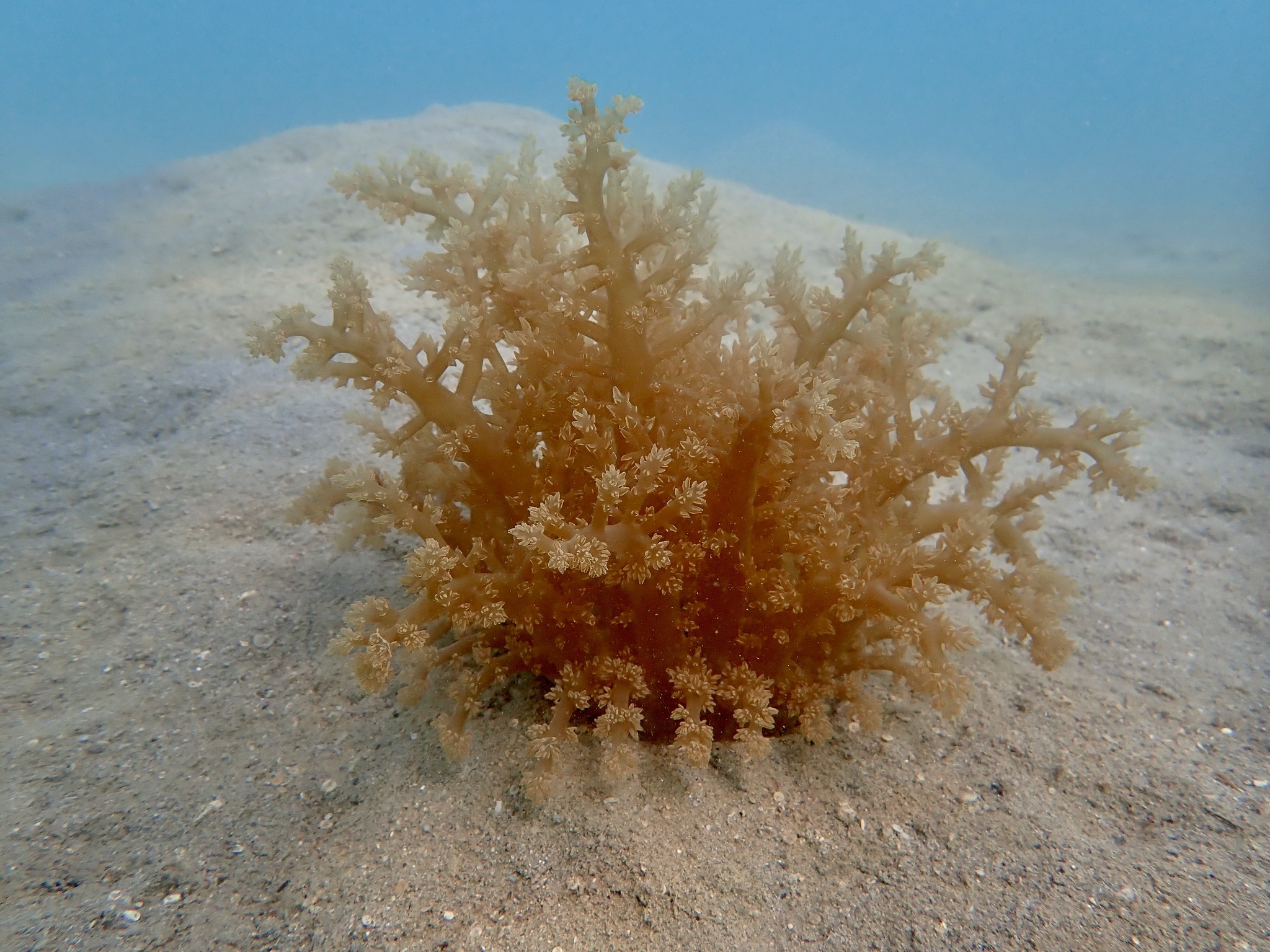 Actinodendron arboreum (Quoy & Gaimard, 1833)