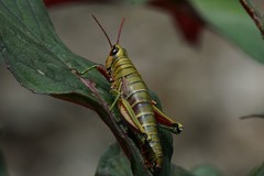Agesander ruficornis