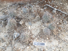 Coryphantha pseudoechinus pseudoechinus