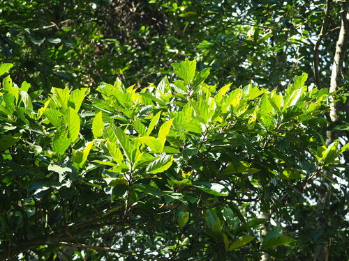 Ficus benguetensis (Ficus benguetensis)