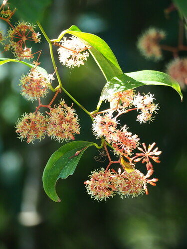 Image of Smilax bracteata by no rights reserved
