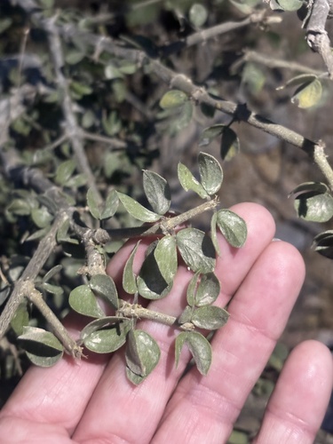 Guaiacum unijugum (Guaiacum unijugum)