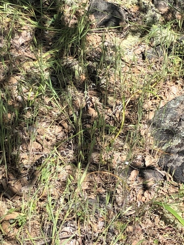 iNaturalist observation photo of California King Snake