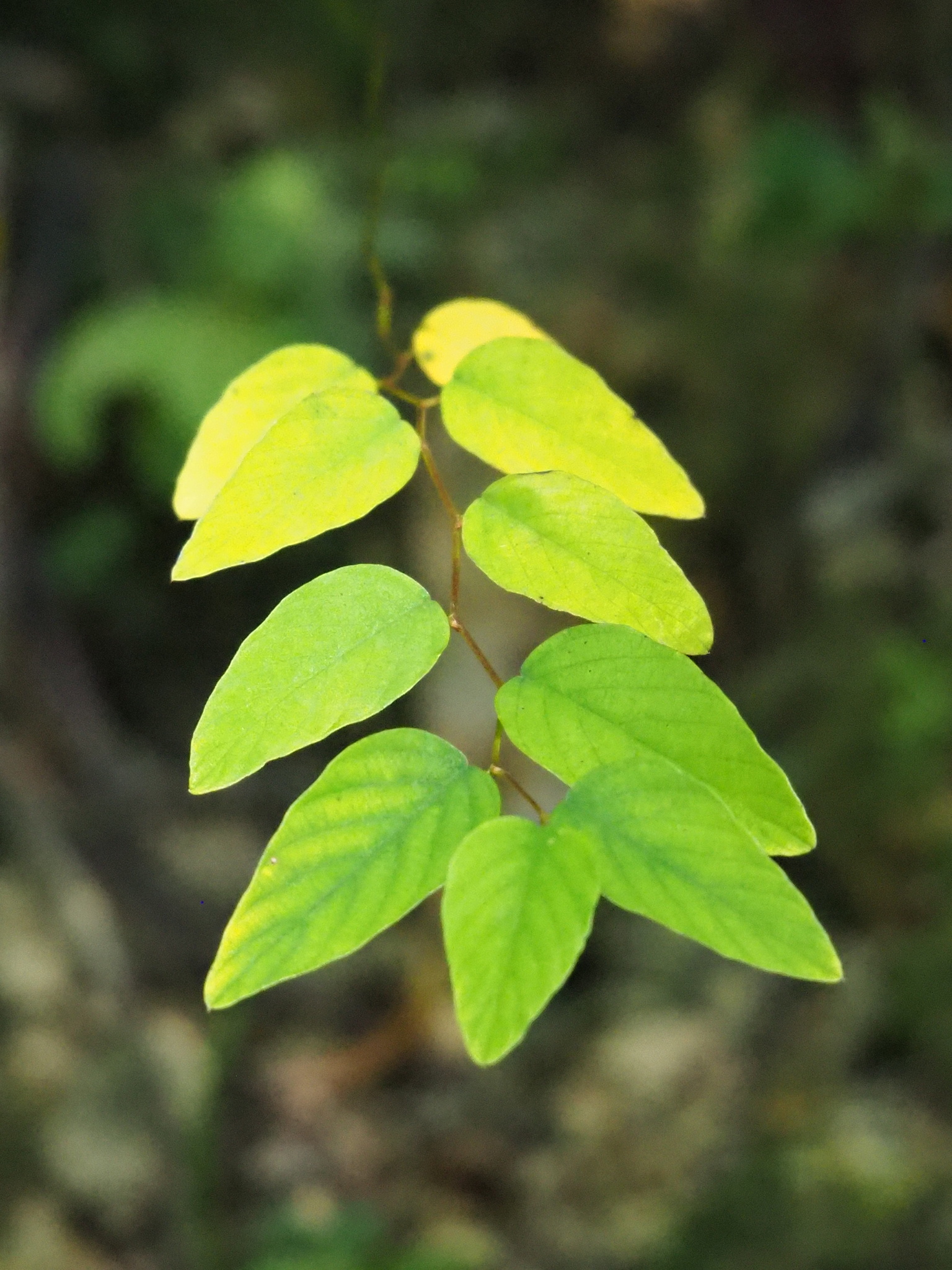 Berchemia formosana
