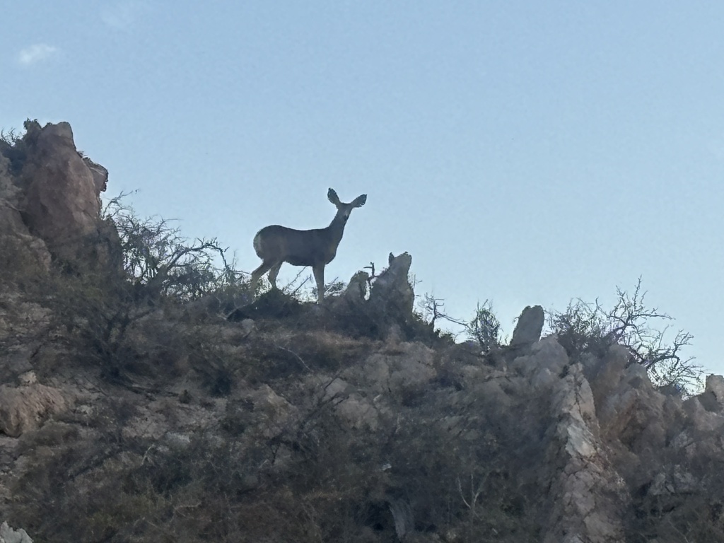 Peninsula Mule Deer