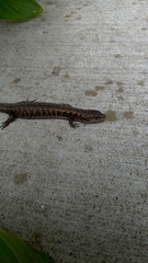 Elgaria coerulea coerulea