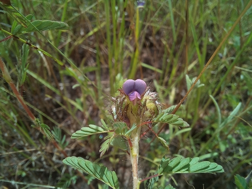 Kotschya capitulifera capitulifera