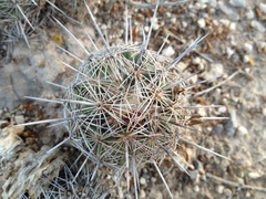 Coryphantha pseudoechinus pseudoechinus