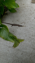 Elgaria coerulea coerulea