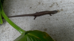 Elgaria coerulea coerulea