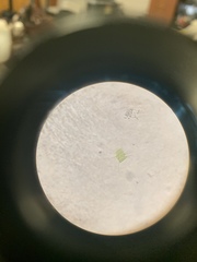 Desmodesmus communis