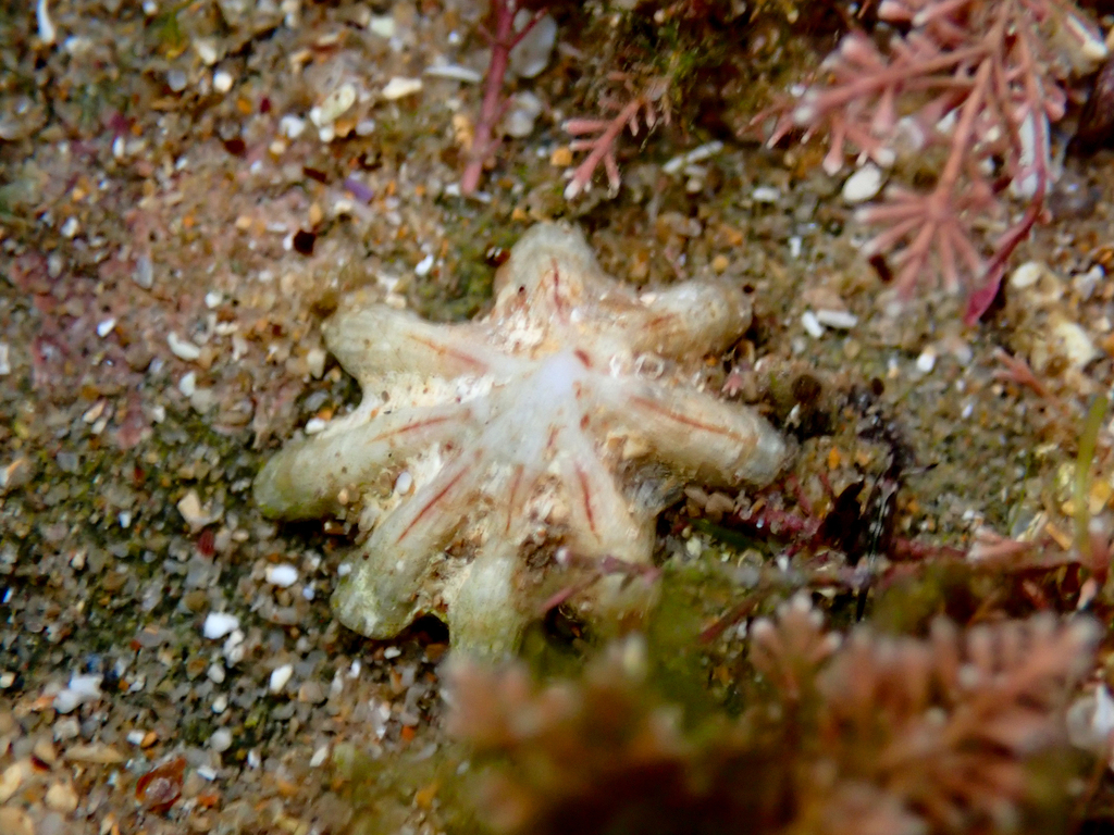 Scutellastra chapmani from Bateau Bay Beach, NSW, Australia on April 17 ...