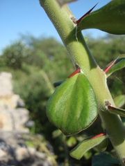 Pereskiopsis diguetii