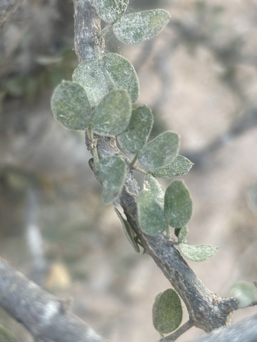 Guaiacum unijugum (Guaiacum unijugum)