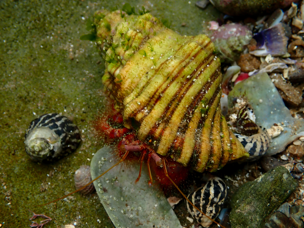 Mauve Eyed Hermit Crab from Bateau Bay Beach, NSW, Australia on April ...