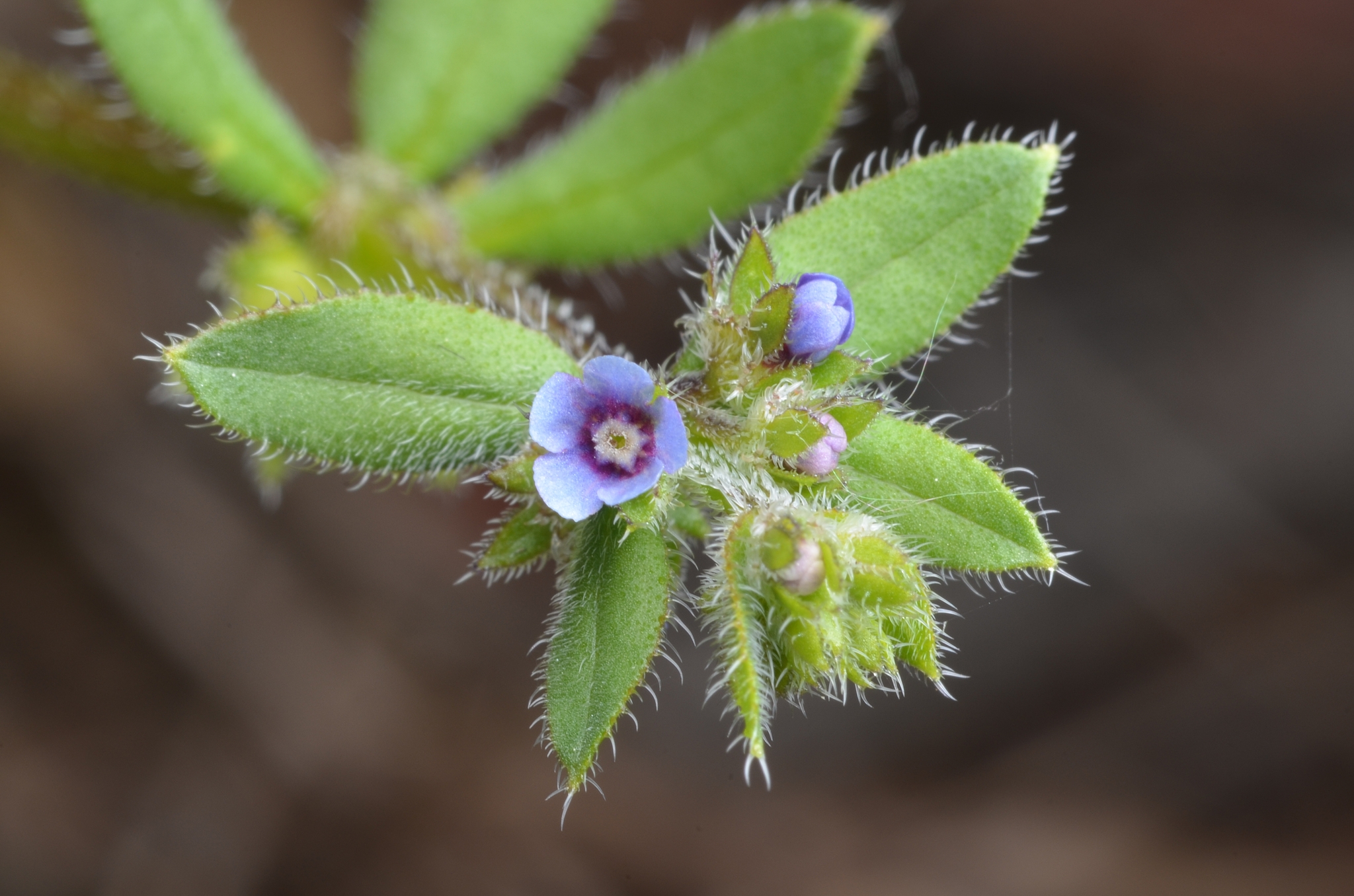 Asperugo procumbens