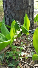 Convallaria