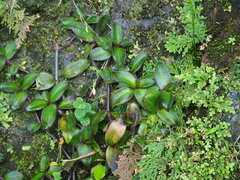 Cyanotis ciliata, photograph 葉子, CC0, iNaturalist via GBIF