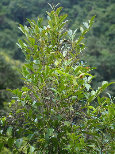 Image of Cleyera japonica by no rights reserved