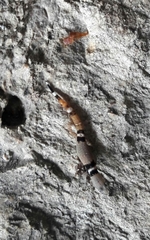 Sphaerodactylus glaucus