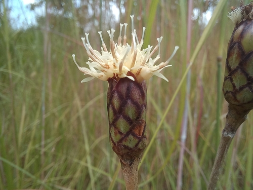 Pleiotaxis racemosa