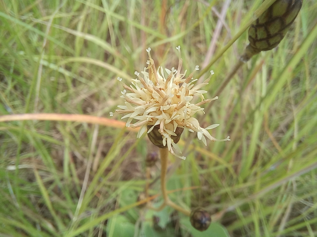 Pleiotaxis racemosa
