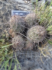 Coryphantha pseudoechinus pseudoechinus