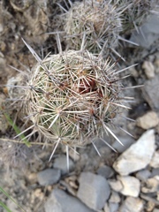Coryphantha pseudoechinus pseudoechinus