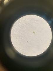 Desmodesmus communis