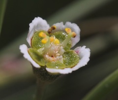 Euphorbia wrightii