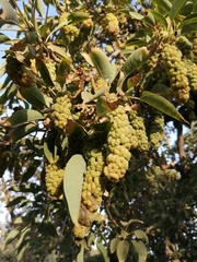 Phytolacca dioica