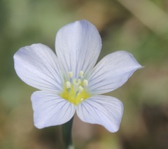 Linum pratense